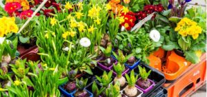 Spring Bulbs image