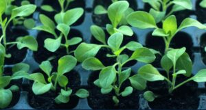 Seedlings