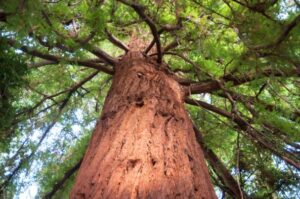 Redwood