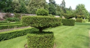 Topiary