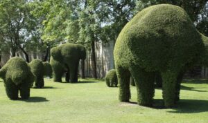 Topiary Specialist