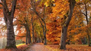 Autumn park