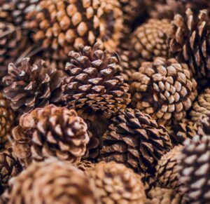 Pinecones
