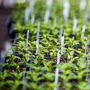 Nursery seedlings