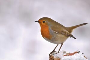 Robin