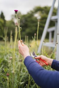 Image of Gardener pruning