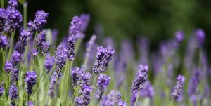 Lavendar