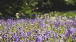 Bluebells