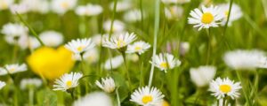 Spring Daisies