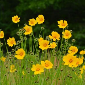 Gardener