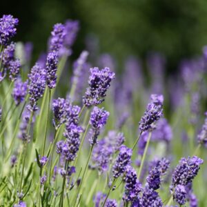 Lavendar