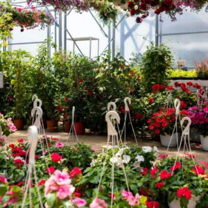 Plant Area Manager